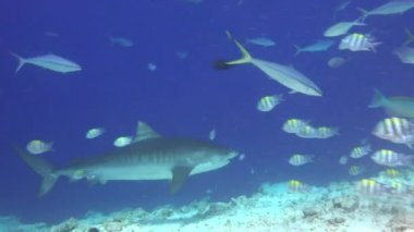 Kaplan köpekbalığı. Maldivler resifleri üzerinde büyüleyici tüplü dalış.
