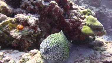 Moray. Maldivler resifleri üzerinde büyüleyici tüplü dalış.