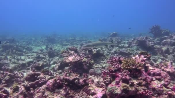リーフサメモルディブのサンゴ礁での魅力的なスキューバダイビング — ストック動画