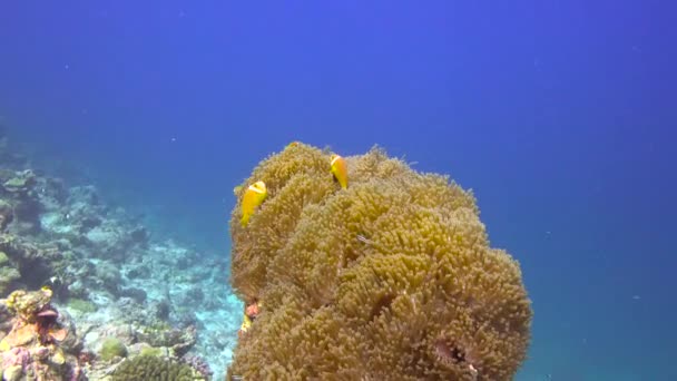 Simbiosis Peces Payaso Anémonas Fascinante Buceo Los Arrecifes Las Maldivas — Vídeos de Stock