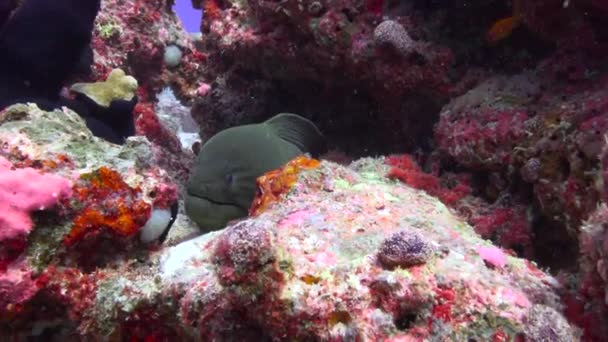 マリー モルディブのサンゴ礁での魅力的なスキューバダイビング — ストック動画