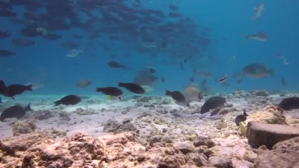 Тигровая Акула Захватывающий Дайвинг Рифах Мальдив — стоковое видео