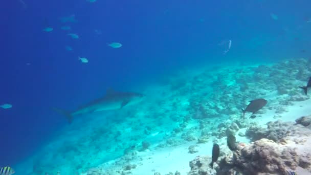 Tiburón Tigre Fascinante Buceo Los Arrecifes Las Maldivas — Vídeo de stock
