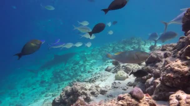 Tiger Shark Fascinating Scuba Diving Reefs Maldives — Stock Video