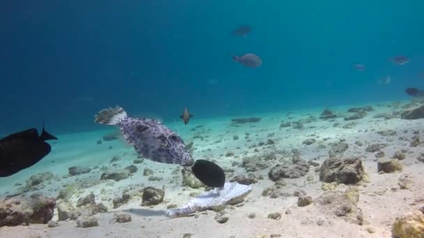 Mergulho Fascinante Nos Recifes Das Maldivas — Vídeo de Stock