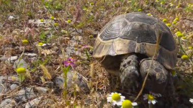 Akdeniz kaplumbağası. Türkiye. Antalya Çevresi.