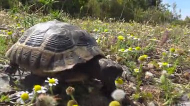 Akdeniz kaplumbağası. Türkiye. Antalya Çevresi.