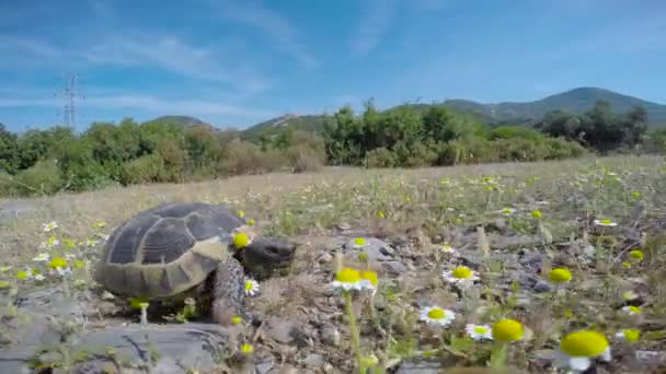Mediterrane Schildpad Turkije Omgeving Van Antalya — Stockvideo