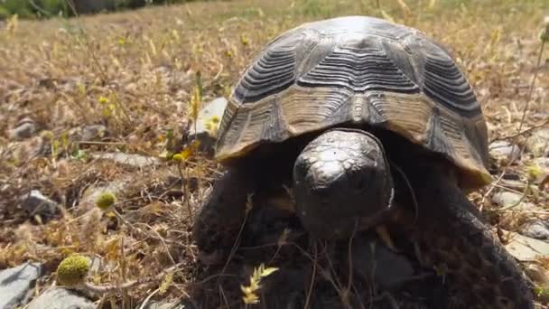 Mediterranean turtle. Turkey. Surroundings Of Antalya. — Stock Footage Mediterranean Turtle Turkey Surroundings Antalya Stock Video