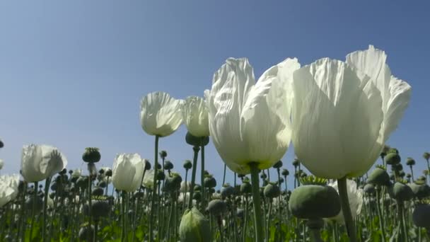 Flores Amapola Opio Campo Amapolas Turquía — Vídeos de Stock