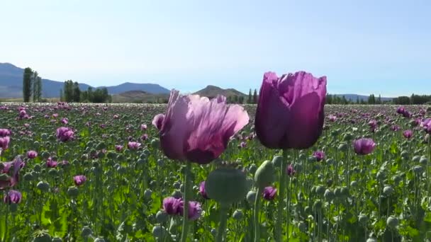 Flores Amapola Opio Campo Amapola Turquía — Vídeo de stock