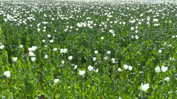 Flores Amapola Opio Campo Amapolas Turquía — Vídeos de Stock