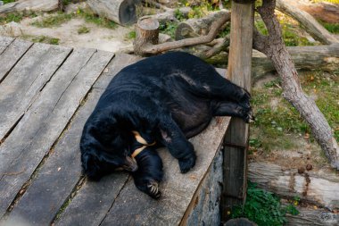 Ahşap ve ahşap platformda oynayan Asyalı şişman ayı hayvan koruma programında.