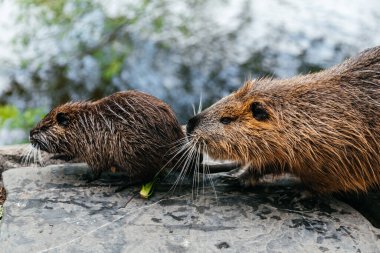 Nehrin kıyısında Nutria, yakın plan.