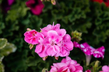 Rose Geranium çiçeğinin güzel pembe taç yaprakları, yakın plan, arka plan