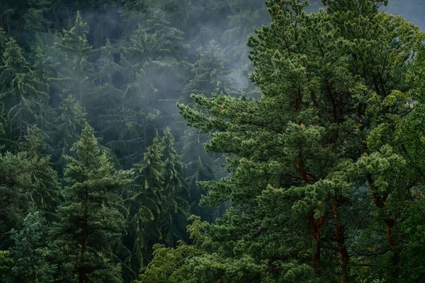 Bosque Denso Brumoso Pinos Niebla Lluvia Verano Cerca Del Castillo —  Fotos de Stock