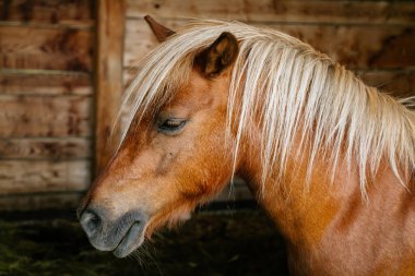 Sarı yeleli kahverengi bir midilli ahırda yerde samanla dikiliyordu.