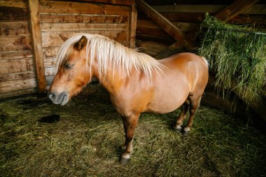 Sarı yeleli kahverengi bir midilli ahırda yerde samanla dikiliyordu.