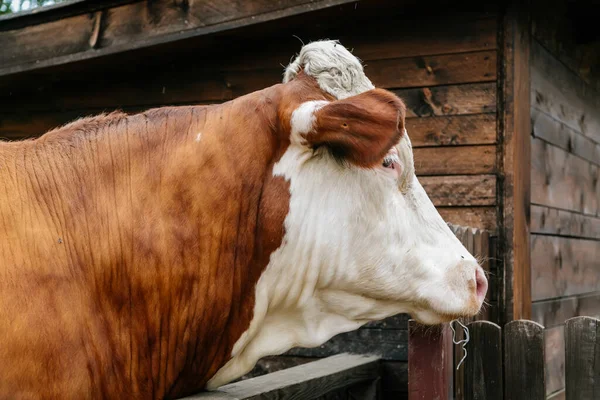 Alpejskie Mleko Zdrowe Krowy Gospodarstwie Zbliżenie — Zdjęcie stockowe