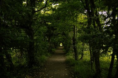 Park tüneli, Milotice kalesi, Güney Moravya, Çek Cumhuriyeti, Temmuz 06, 2020