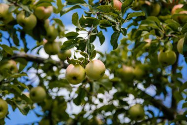 Elma ağacı ve yeşil elma, daldaki taze meyveler güneşli bir günde yeşil yaprakların arasında.
