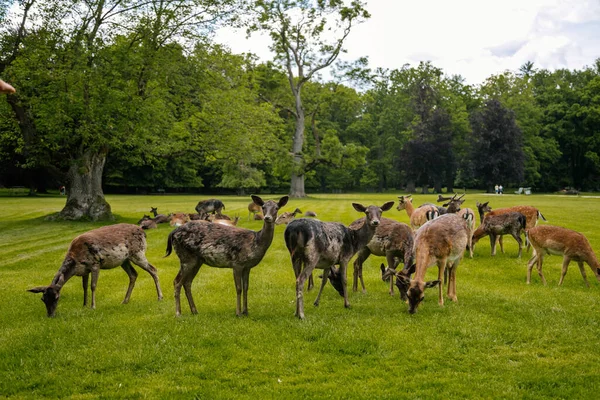 1 Haziran 2019 'da Çek Cumhuriyeti' nin güneyindeki Ortaçağ Blatna Kalesi yakınlarında dinlenen bir grup geyik..