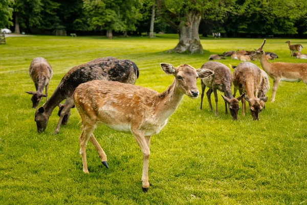1 Haziran 2019 'da Çek Cumhuriyeti' nin güneyindeki Ortaçağ Blatna Kalesi yakınlarında dinlenen bir grup geyik..