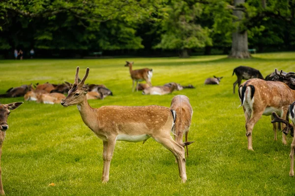 Groupe Cerfs Reposant Près Château Médiéval Blatna Dans Sud Bohême — Photo