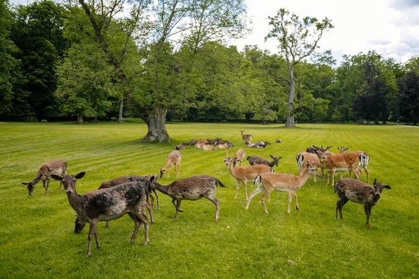 1 Haziran 2019 'da Çek Cumhuriyeti' nin güneyindeki Ortaçağ Blatna Kalesi yakınlarında dinlenen bir grup geyik..