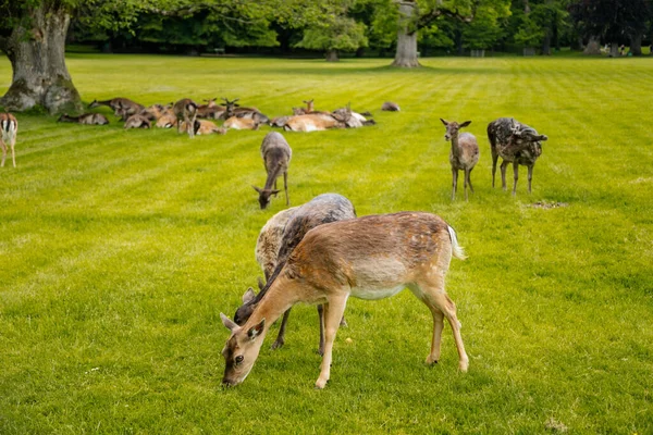 Groupe Cerfs Reposant Près Château Médiéval Blatna Dans Sud Bohême — Photo