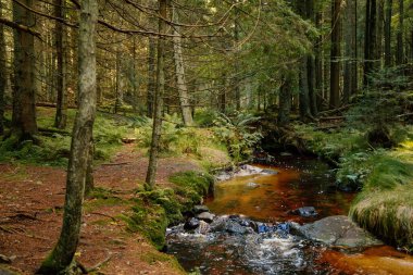 Bohem Ormanı 'ndaki dağ deresi, Sumava Ulusal Parkı, Nova Pec, Çek Cumhuriyeti, 27 Eylül 2020