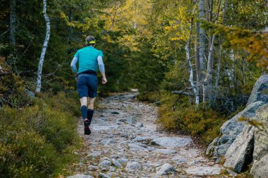Ormanda koşan bir adam. Sumava Ulusal Parkı, Nova Pec, Çek Cumhuriyeti, 27 Eylül 2020