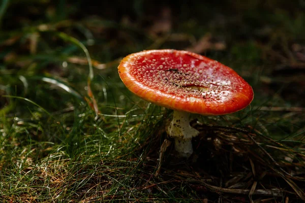 Röd Agarisk Flugsvamp Fly Amanita Amanita Muscaria Mörk Skog Hösten — Stockfoto