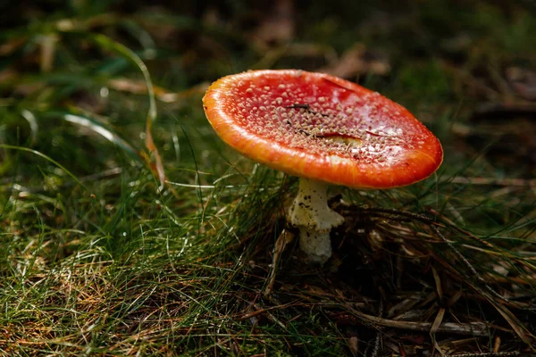 버섯은 동안어두운 숲에서 날아오는 아마나 Amanita Muscaria 클로즈업 — 스톡 사진