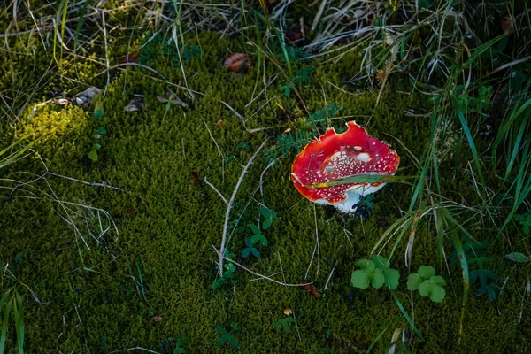 버섯은 동안어두운 숲에서 날아오는 아마나 Amanita Muscaria 클로즈업 — 스톡 사진