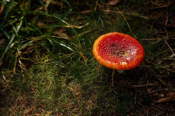 Red agaric fly mushroom of Fly Amanita (Amanita muscaria) in dark forest during autumn. Closeup in the nature. Grass and moss.