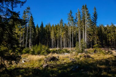 Güneşli bir günde kozalaklı orman. Sumava Ulusal Parkı, Nova Pec, Çek Cumhuriyeti, 27 Eylül 2020