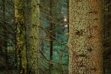 Kozalaklı bir ağacın gövdesi ve dalları. Sumava Ulusal Parkı, Nova Pec, Çek Cumhuriyeti, 27 Eylül 2020