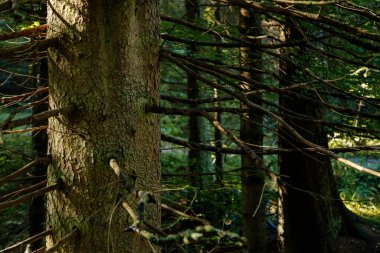 Kozalaklı bir ağacın gövdesi ve dalları. Sumava Ulusal Parkı, Nova Pec, Çek Cumhuriyeti, 27 Eylül 2020