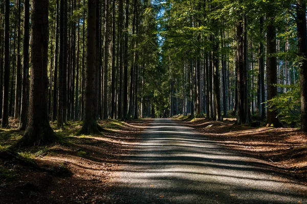 Camino Bosque Parque Nacional Sumava Nova Pec República Checa Septiembre —  Fotos de Stock