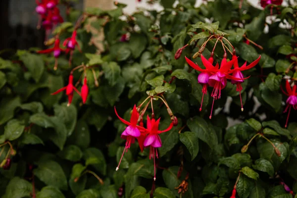 Selective Focus Beautiful Pink Purple Fuchsia Flowers Full Bloom Upright — Stock Photo, Image