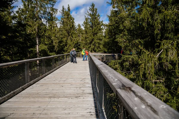 Turister Treetop Walkway Upptäcker Skönheten Sumava National Park Lipno Nad — Stockfoto