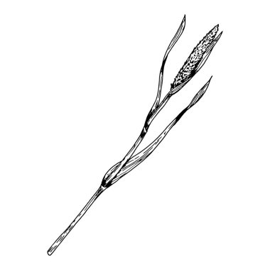 Dar yapraklı ve tahıl benzeri başlıklı, eczacı damgası, ekolojik ambalaj, kırsal tasarım, bitkisel baskılar ve tekstil için uygun, elle mürekkep şeklinde çizilmiş uzun yabani ot kabartması.