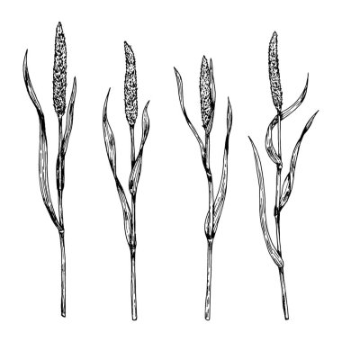 Çayır otlarının vektör illüstrasyonu, yabani bitki ve otları temsil eden, bitkisel çay paketleme, eczacılık tasarımı, ekolojik markalaşma ve doğa baskıları için uygun oyma tarzında çekirdek başları ile ortaya çıkar..