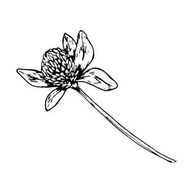 El çizimi yonca deseni, yapraklı ve kabartmalı baş, doğanın sembolü ve şifa, bitkisel ambalaj, ekolojik markalaşma, tekstil ve Aziz Patrick Günü için mükemmel..