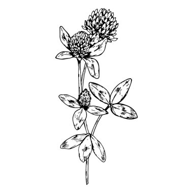 Saplı ve küçük yapraklı yonca çiçeğinin el çizimi vektör çizimi, bitkisel çay paketleme, ekolojik tasarım, botanik baskılar ve Aziz Patrick Günü projeleri için uygun ayrıntılı çizim.