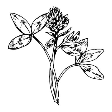 Çiçek açan başlıklı yonca bitkisinin vektör çizimi ve üç yaprak, ayrıntılı çizgi şeklinde çizilmiş el, çevre dostu ambalaj için mükemmel, eczacı tasarımı, bitkisel etiketler ve Aziz Patrick Günü sanat eserleri.