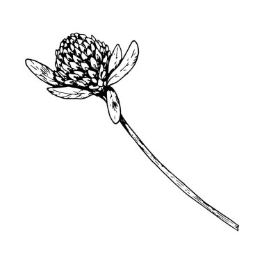 Çiçek ve yapraklı el yapımı yonca bitkisi, çizim stili vektör çizimi, doğal kozmetik paketleme, eko baskılar, bitkisel ilaç tasarımı ve Aziz Patrick Günü süslemeleri için uygun..