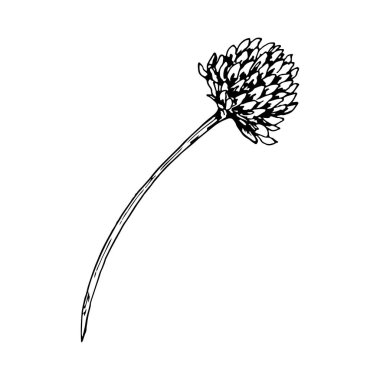 Uzun kavisli gövde üzerinde yonca başlarının vektör çizimi, ayrıntılı el çizimi sanatı, bitkisel çay paketleme, botanik tasarım, eczacı damgası ve çevre dostu baskılar için uygun..