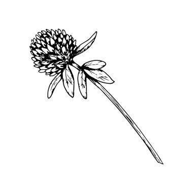 Çiçek başlıklı ve yapraklı yonca bitkisinin el çizimi vektör çizimi, ince çizim ile tasvir edilmiş, bitkisel çay paketleme için mükemmel, doğal ilaç etiketleri, botanik baskılar ve eko tasarımı.